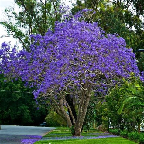 The cultural significance of Tui Madic Life Jacaranda to local communities